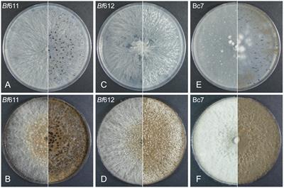 Characterization of Growth Morphology and Pathology, and Draft Genome Sequencing of Botrytis fabae, the Causal Organism of Chocolate Spot of Faba Bean (Vicia faba L.)